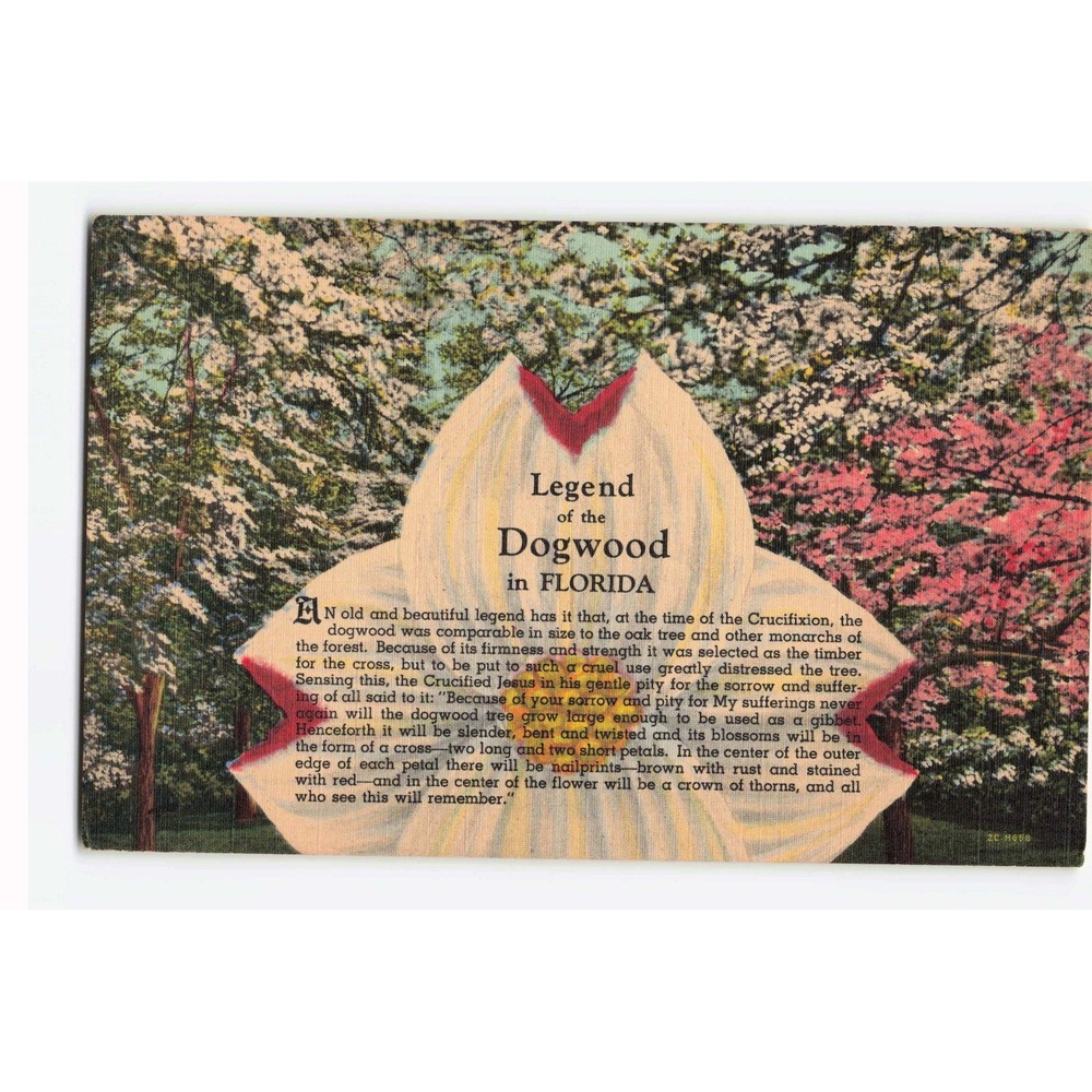 Vintage Legend of the Dogwood in Florida Linen Postcard Curt Teich Art-Colortone